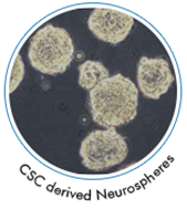 CSC-photo1