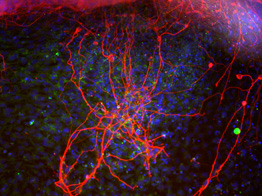 neurons